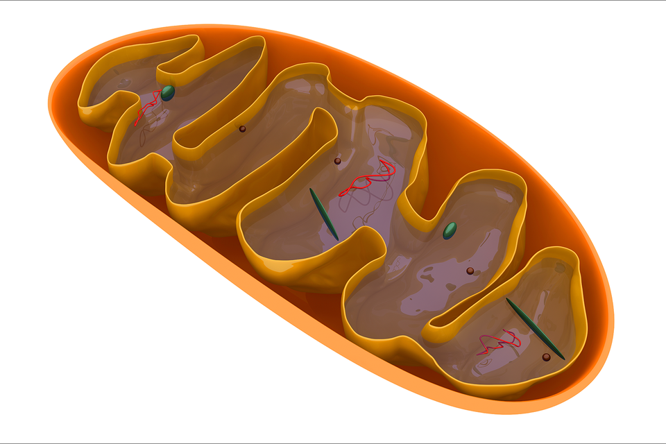 Metabolism - Image of Mitochondria