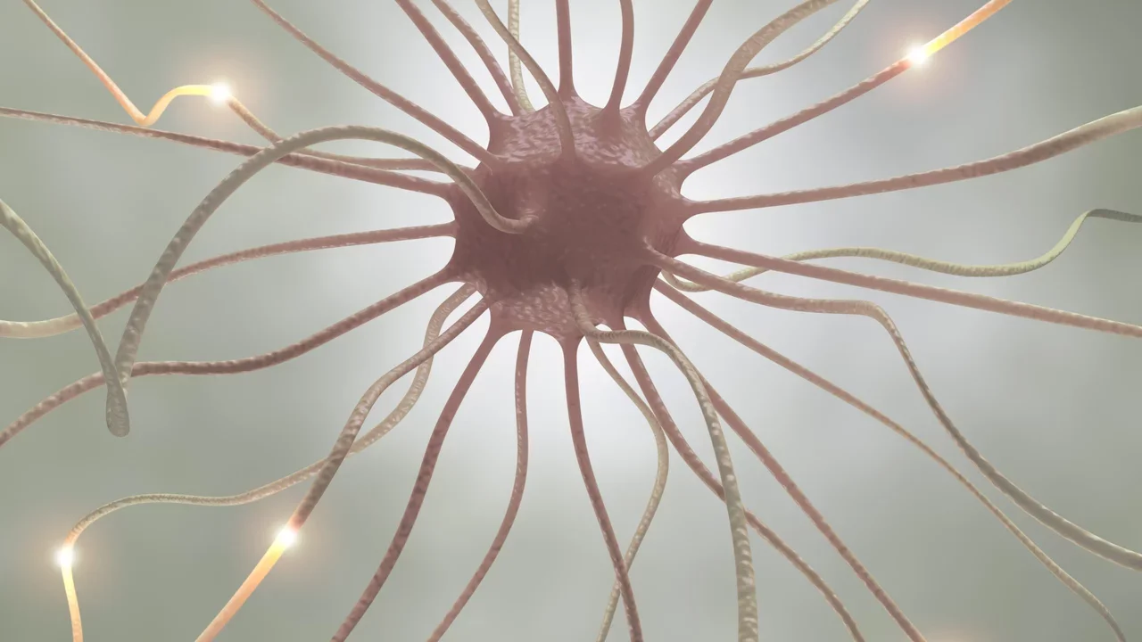 Neuroscience Research nerve cell pulse