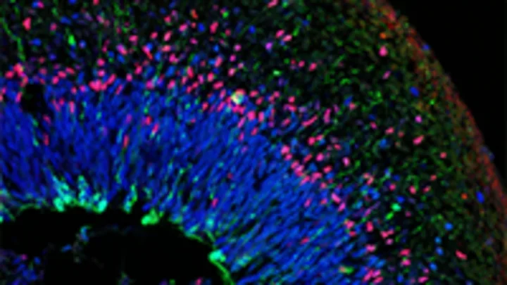 Cross section-organoid - stem cells