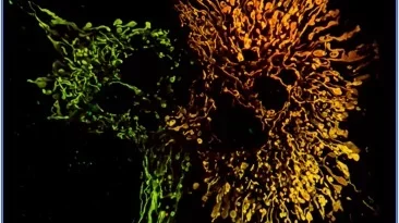 Mitochondria Function, Form and Food: A mitochondria changes shape to process excess nutrients