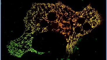 Mitochondria Function, Form and Food: A mitochondria changes shape to process excess nutrients