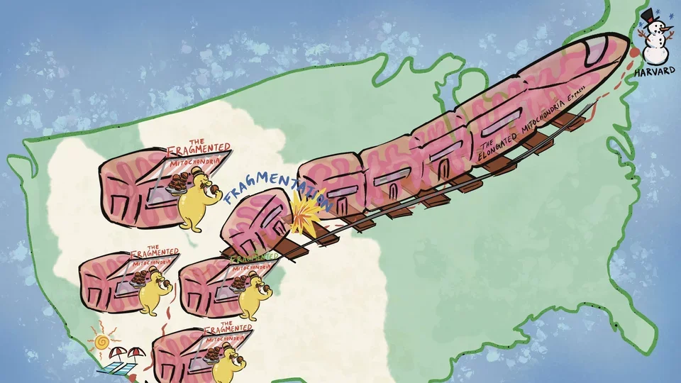 Mitochondria Function, Form and Food: An illustration captures the analogy of mitochondria as trains