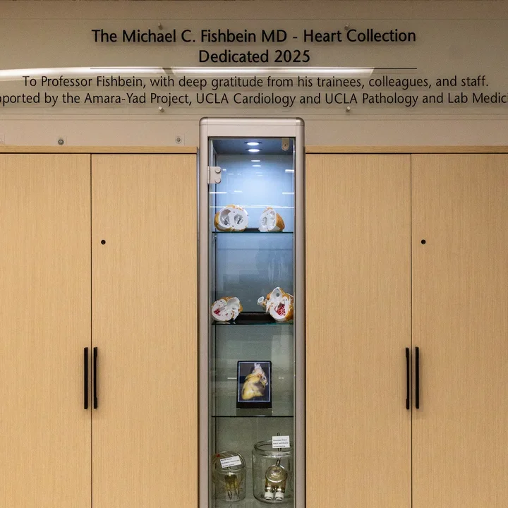 The Fishbein heart collection