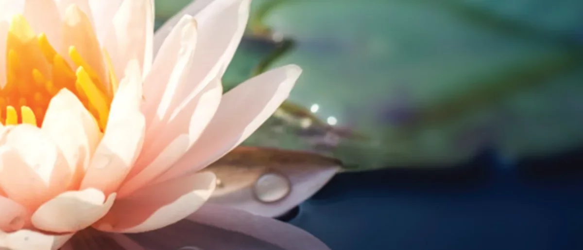 Lotus Flower in Pond for Integrative Medicine Section