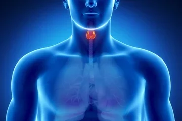 Hypothyroidism vs Hyperthyroidism Thyroid Organ Graphic