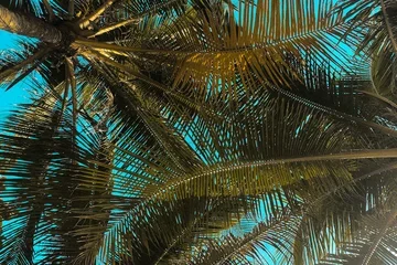low angle photography of palm trees