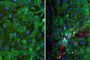 A microscopy still of human stem cell-derived mini heart organoids