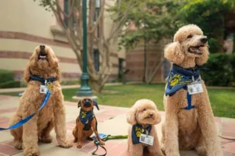 Group of therapy dogs wearing blue and gold PAC bandanas