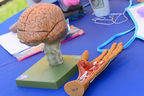 How Medical TV Shows Get Their Facts A table of medical equipment and learning materials