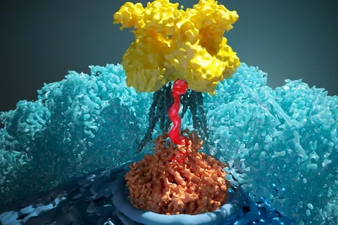 The virus HSV-1 causes cold sores