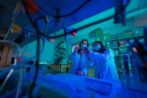 Study the immune system and how it contributes to disease