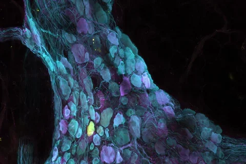 Cardiovascular system microscopy