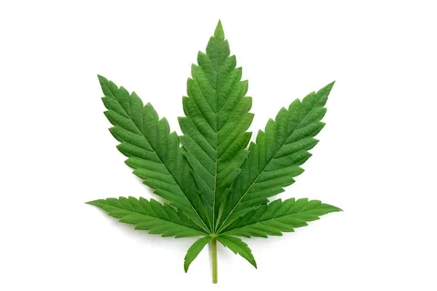 Cannabis leaf
