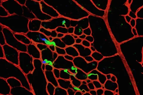 Cardiovascular system microscopy