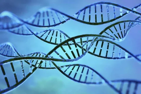Cell DNA