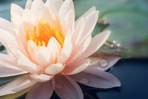 Lotus Flower