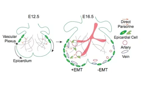 coronary vascular formation 
