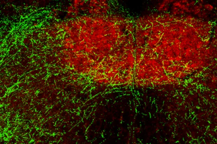 Breathing and the Brain