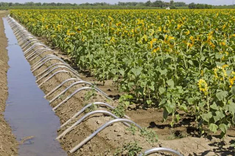 A field of crops 