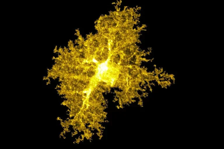 An astrocye from the striatum (Joselyn Soto)