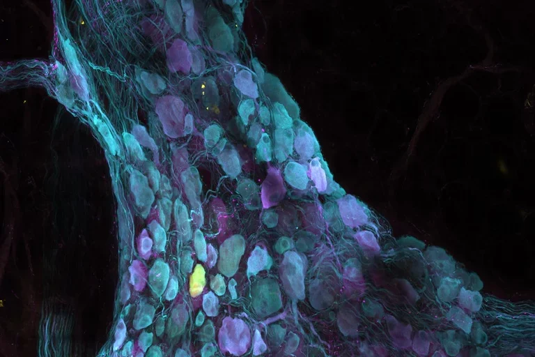 Cardiovascular system microscopy