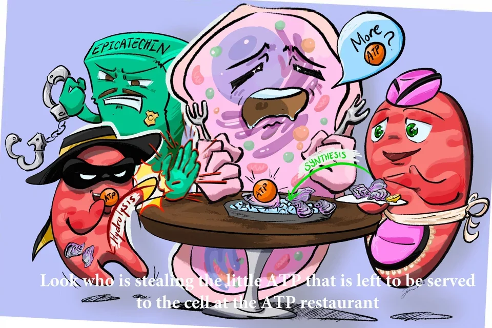  ATP Production and Mitochondrial Diseases: ATP Production and Hydrolysis Cartoon Graphic