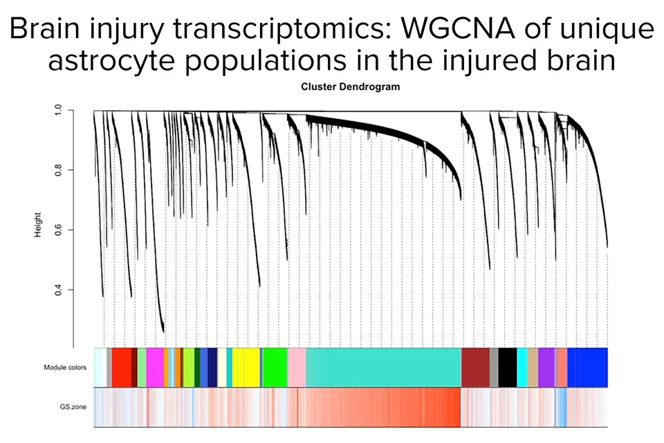 Carmichael-Transcriptomics - Medical School photo