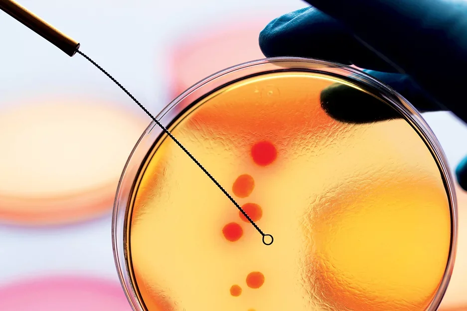 A petrie dish with yellow and red liquid