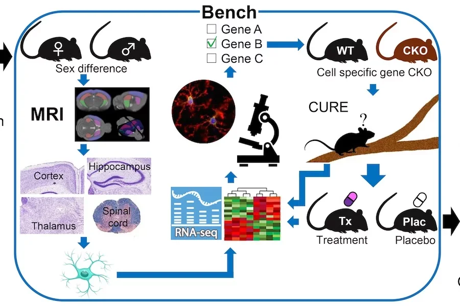 MS Symptoms in Women: Bench Bedside Bench