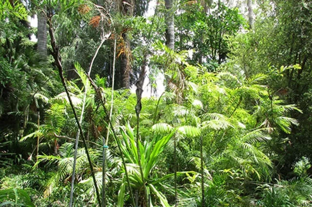 Medical School Botanical Gardens