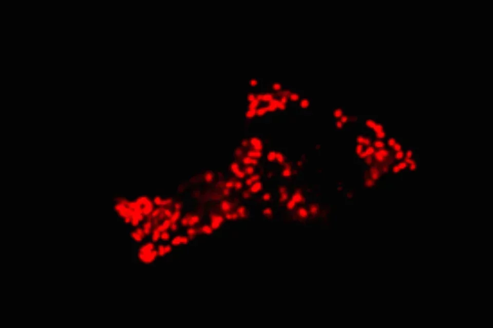 Mitochondria Fatty Structure