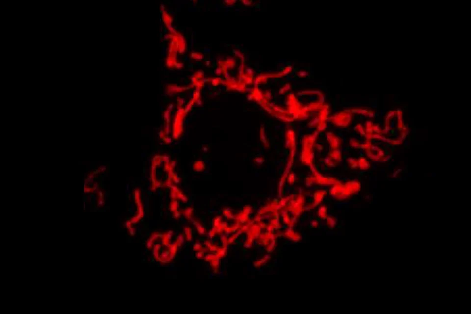 Mitochondria Lean Structure