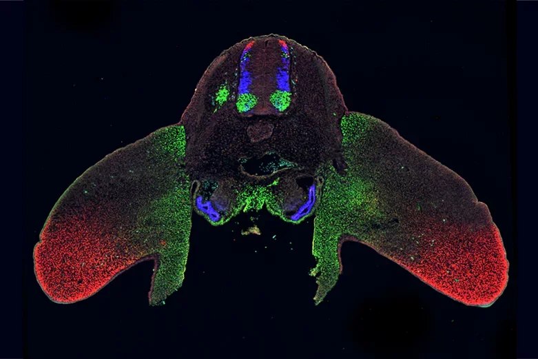 Transverse section through a day 4 chicken neural circuits research