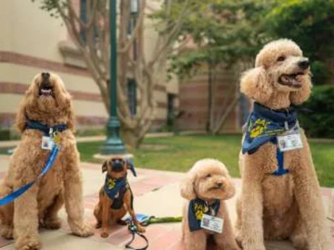 Four seated therapy dogs