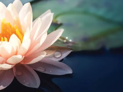 Lilly flower and pad on water 