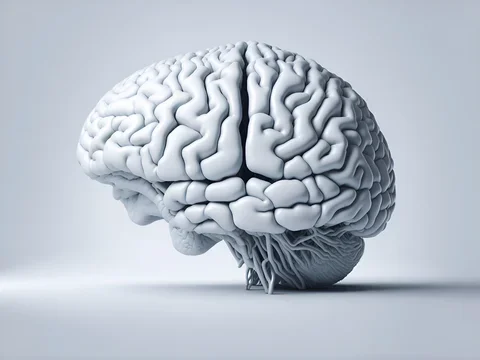 White brain in front of white background