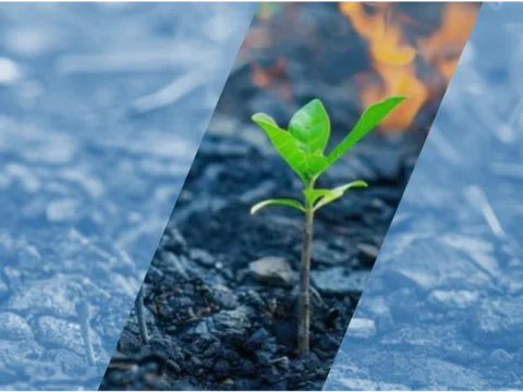 CTSI / David Geffen School of Medicine at UCLA Wildfire Response Pilot Award