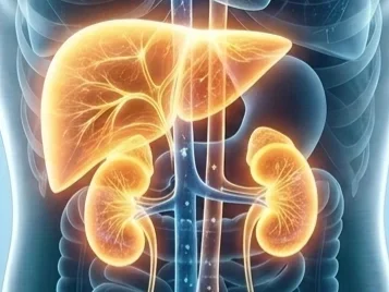 Kidney Liver Connection