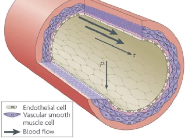 Endothelial nitric oxide synthase (eNOS)