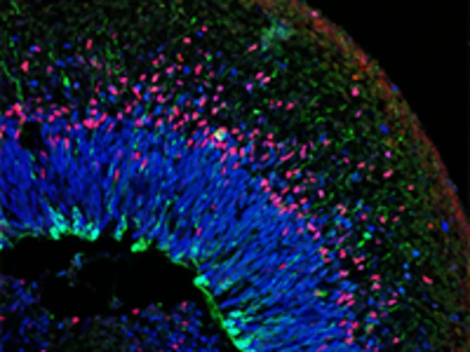 Cross section-organoid - stem cells