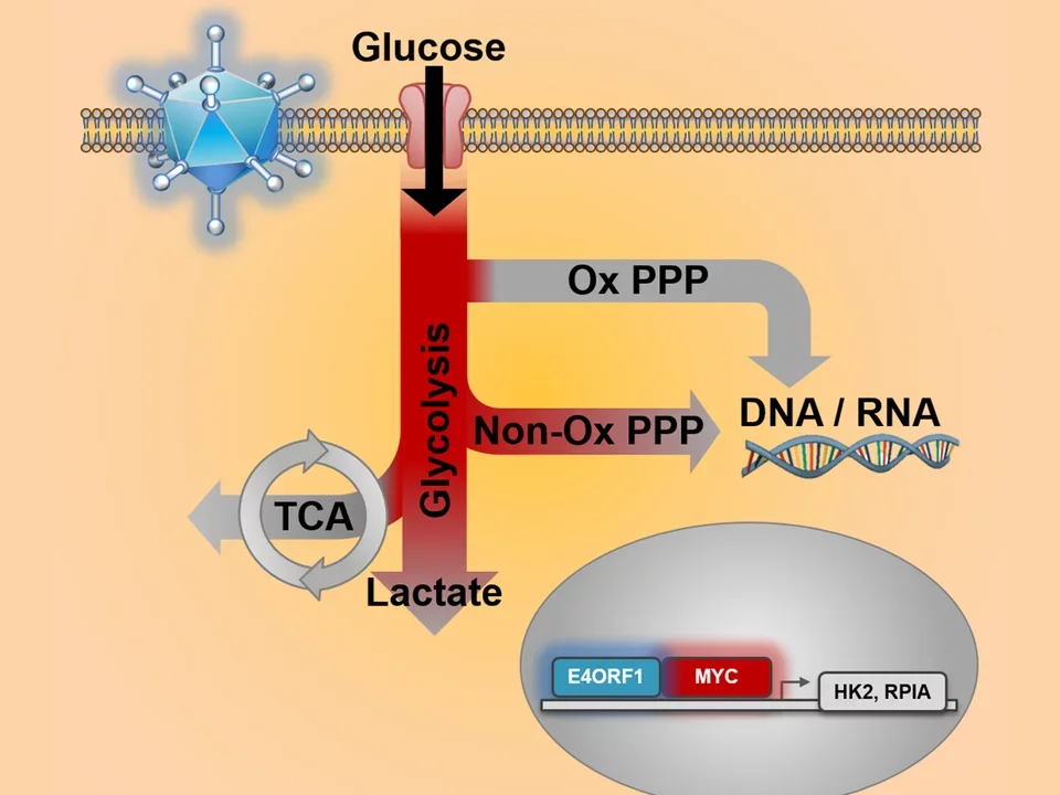 Glucose Cancer Metabolism - Medical School photo