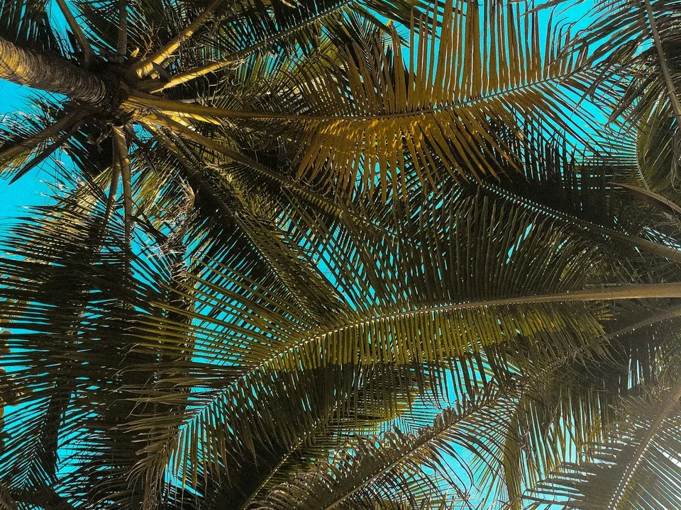 low angle photography of palm trees