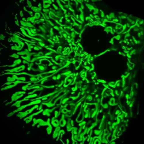 Image of Mitochondria