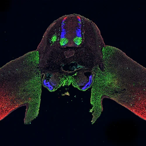 Transverse section through a day 4 chicken neural circuits research