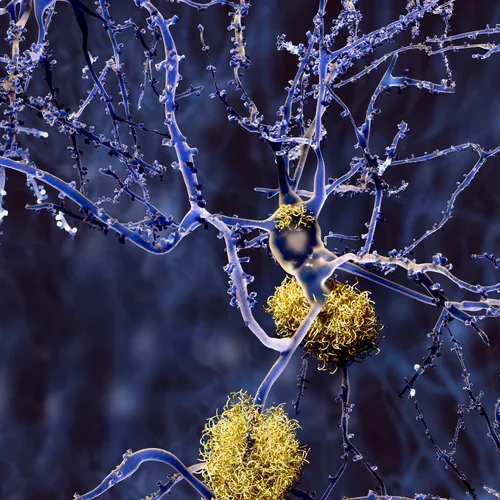 Neurons