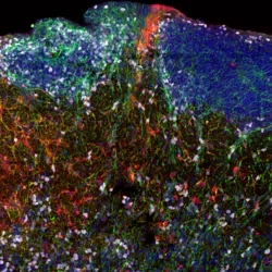 Fluorescent imaging of diverse cell types in a human brain section. (Oier Pastor-Alonso, UCSF)