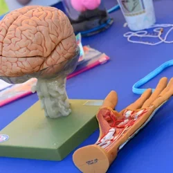 How Medical TV Shows Get Their Facts A table of medical equipment and learning materials