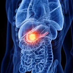 Pancreas on the human body