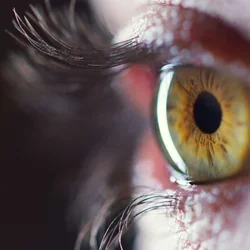 Retina