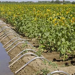 A field of crops 